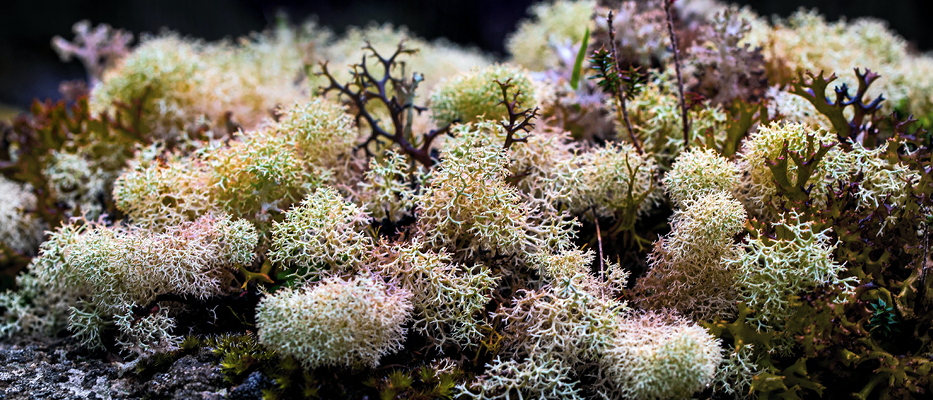 Origins Apothecary Sea Moss Dietary Supplement